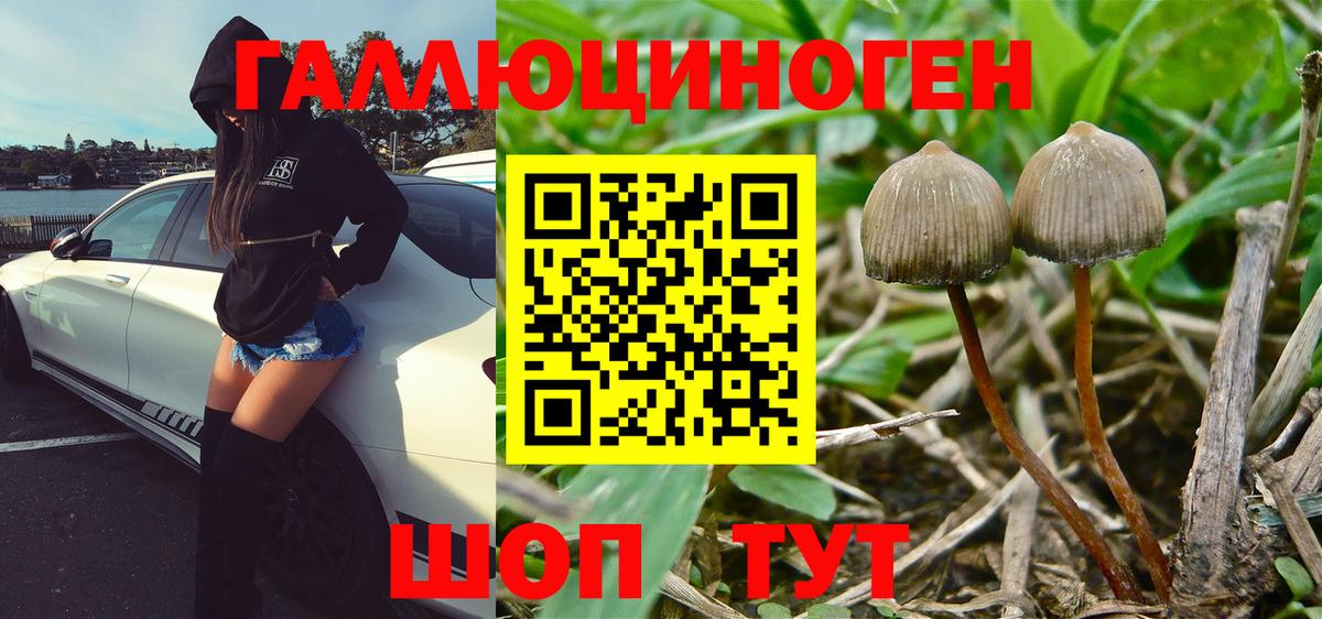 Псилоцибиновые грибы Psilocybine cubensis Анапа